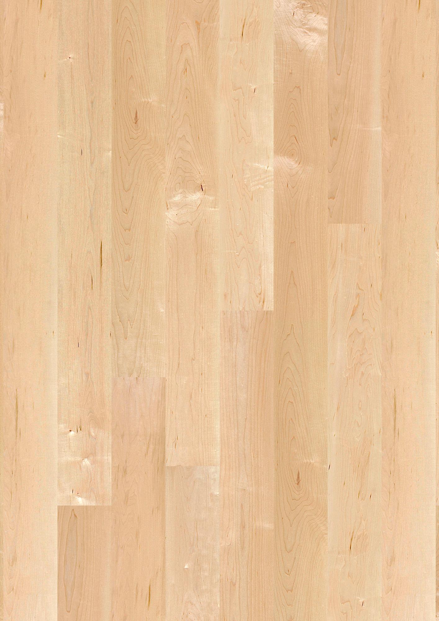 Maple can. Transparent Andante