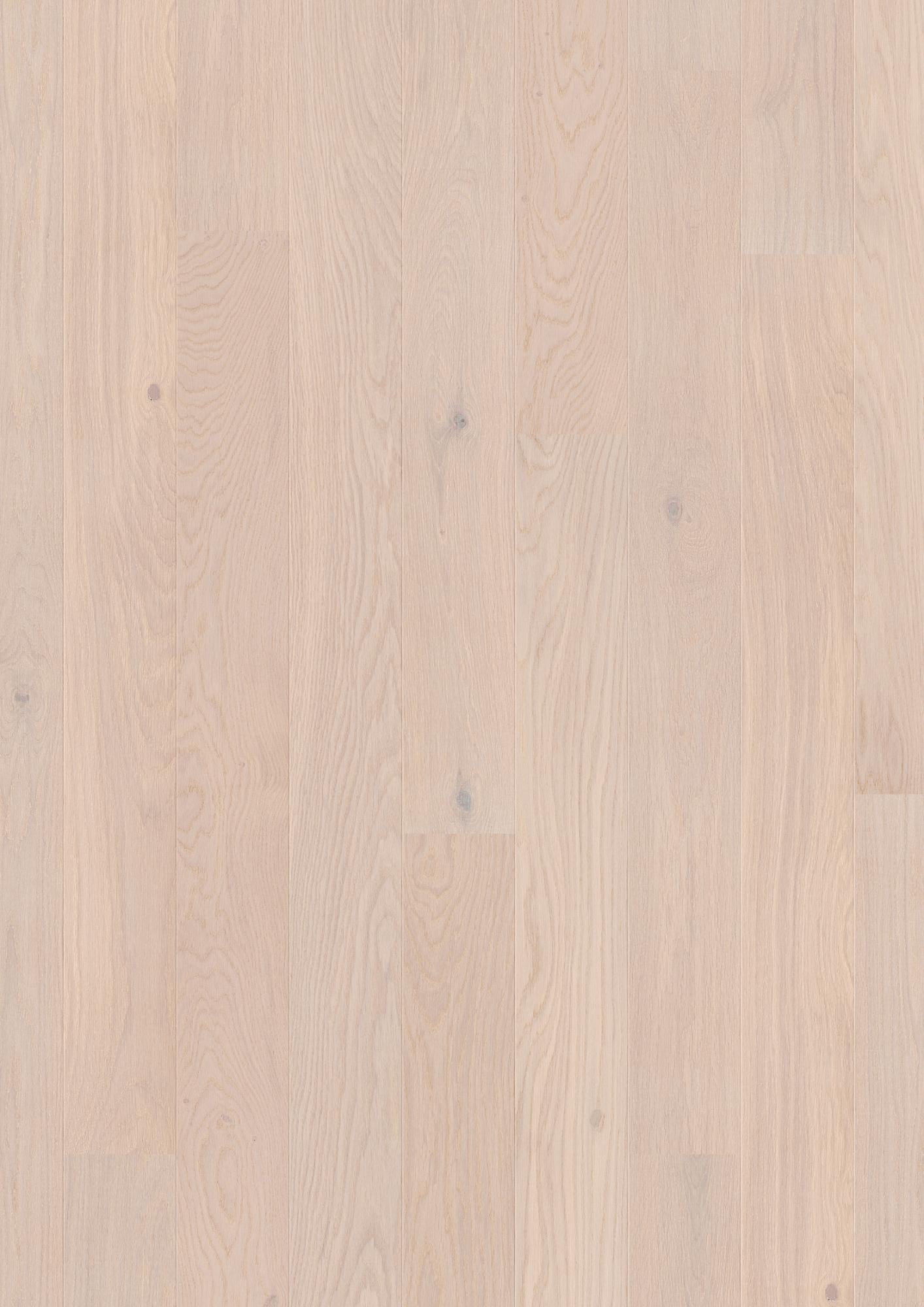 Oak Pearl Animoso