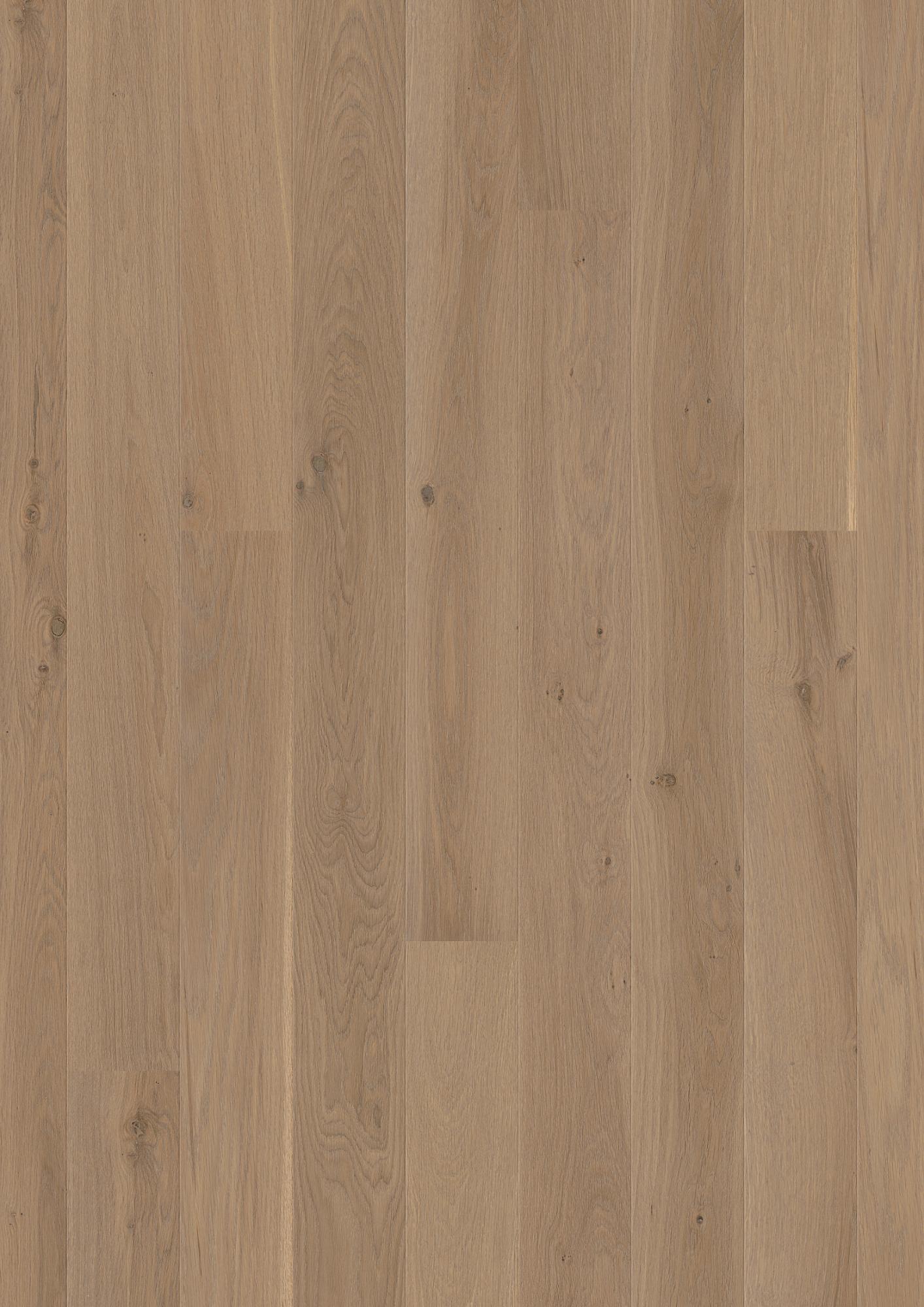Oak Sand Animoso