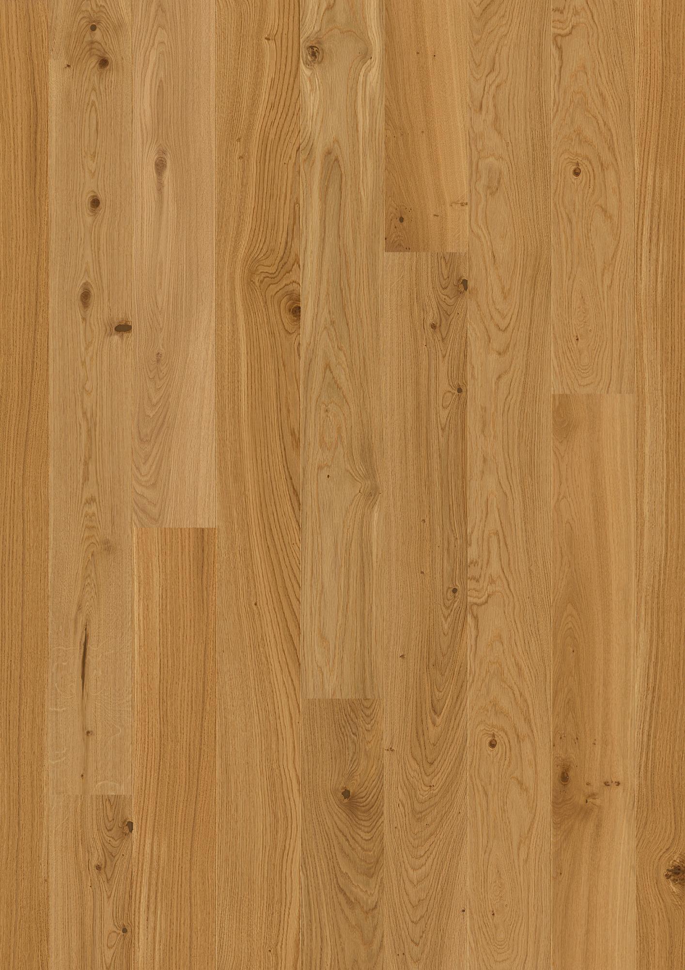 Oak Transparent Animoso