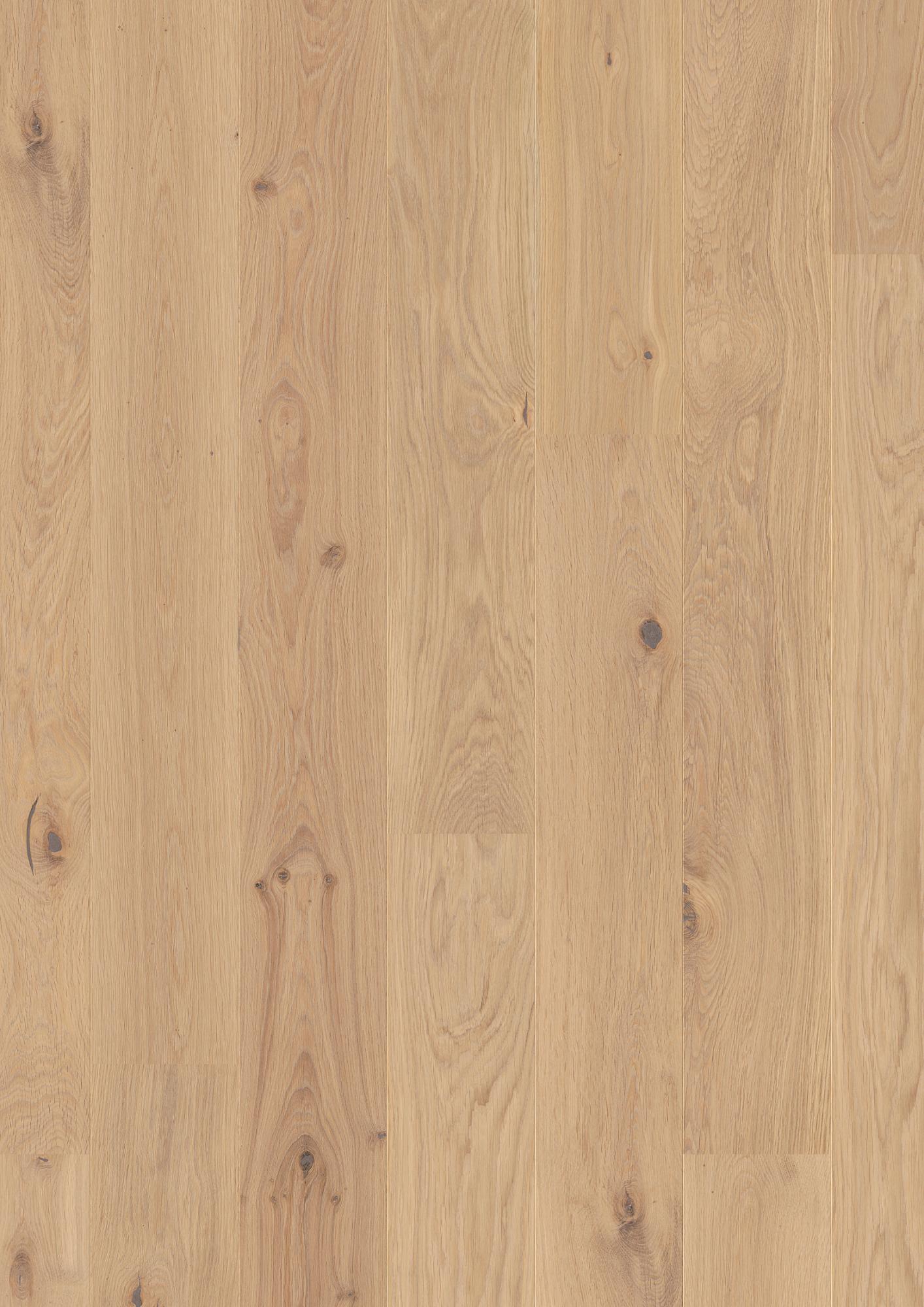 Oak Transparent Animoso
